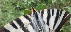 Iphiclides feisthamelii