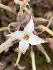Kalanchoe