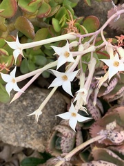 Kalanchoe
