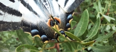 Iphiclides feisthamelii