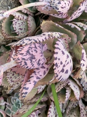 Kalanchoe