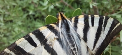 Iphiclides feisthamelii