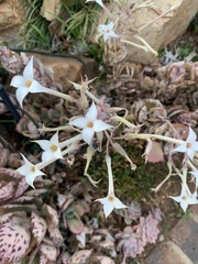 Kalanchoe