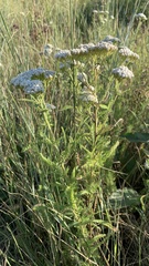 Achillea setacea