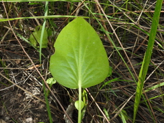 Liparophyllum exaltatum