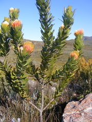 Leucospermum pluridens