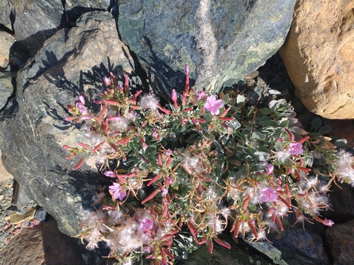 Image of Epilobium rigidum by no rights reserved