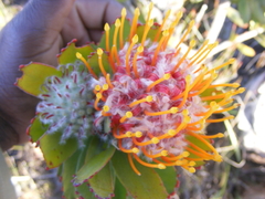 Leucospermum pluridens