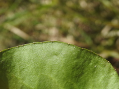 Liparophyllum exaltatum