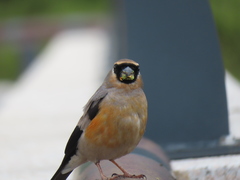 Pyrrhula owstoni