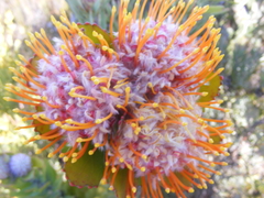Leucospermum pluridens