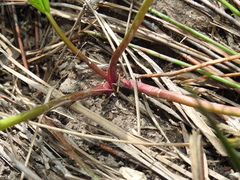 Liparophyllum exaltatum