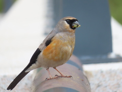 Pyrrhula owstoni