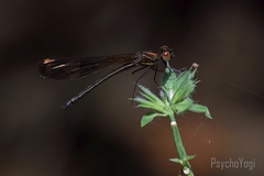 Aristocypha fenestrella