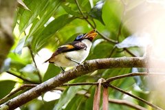 Wattled Broadbill photo 2