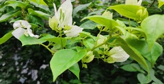 Magnoliopsida
