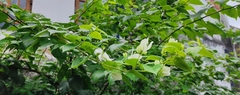 Magnoliopsida