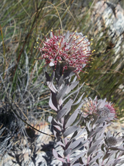 Leucospermum wittebergense