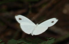 Leptosia alcesta inalcesta