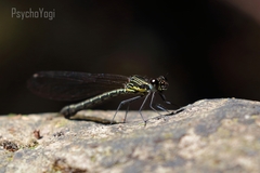 Aristocypha fenestrella