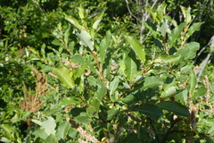 Salix hegetschweileri
