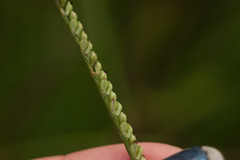 Paspalum pilosum