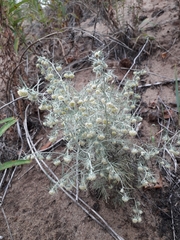 Artemisia jacutica
