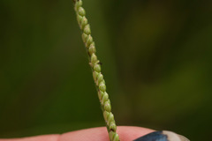 Paspalum pilosum