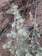 Artemisia jacutica