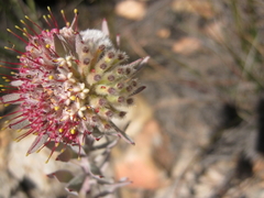 Leucospermum wittebergense