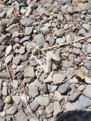 Hierodula transcaucasica
