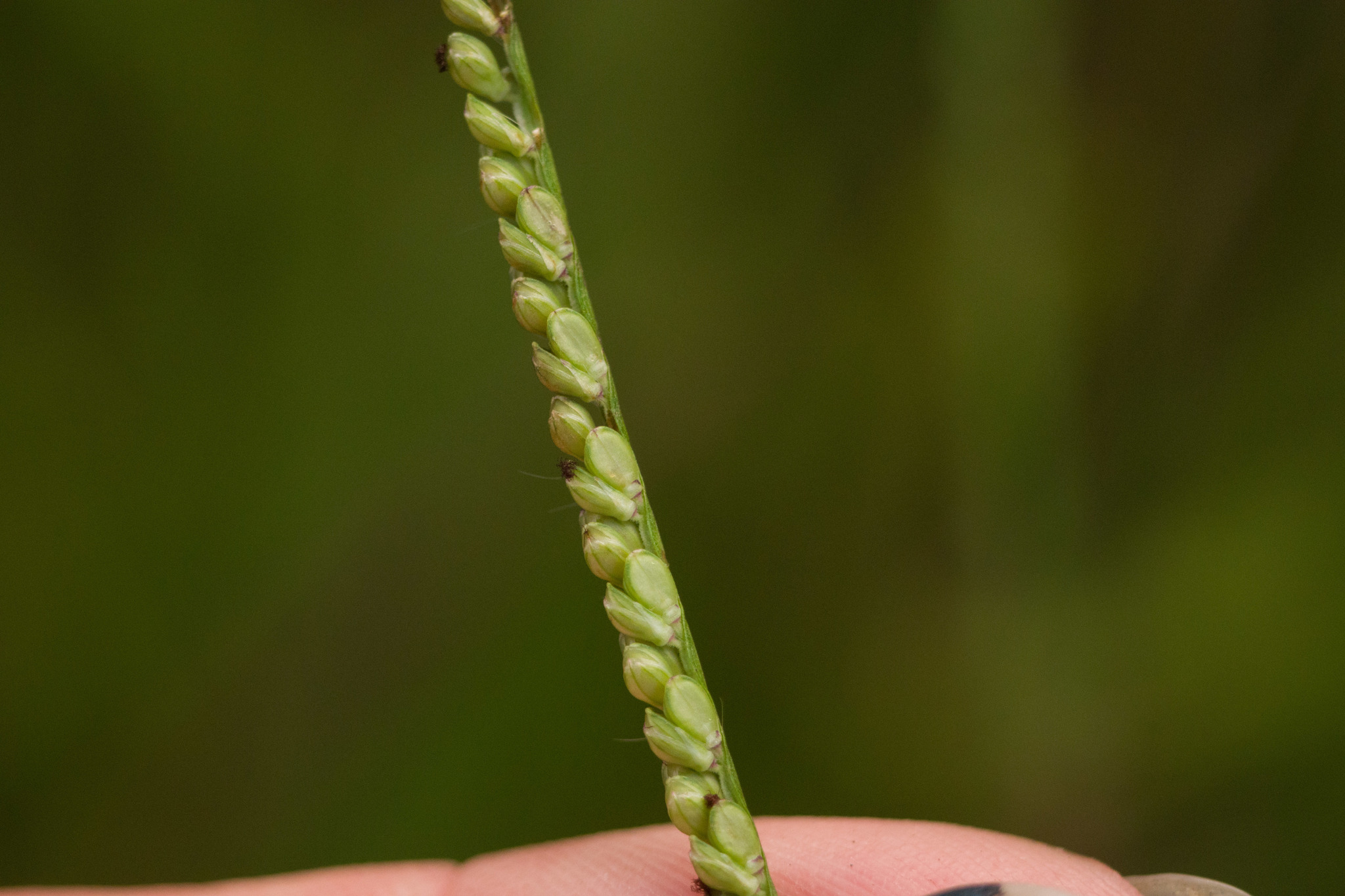 Paspalum pilosum