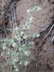 Artemisia jacutica