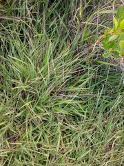 Paspalum pilosum