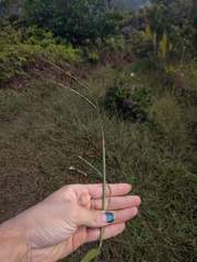 Paspalum pilosum
