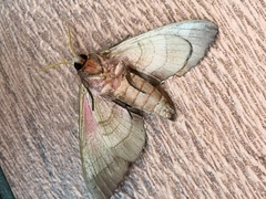 Lepidoptera