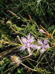 Dianthus sternbergii