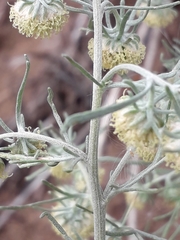 Artemisia jacutica