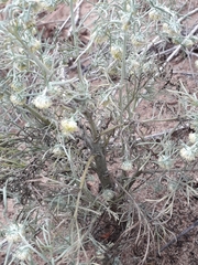 Artemisia jacutica
