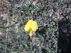 Lotononis dahlgrenii