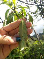 Psychotria mariniana