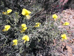 Lotononis dahlgrenii