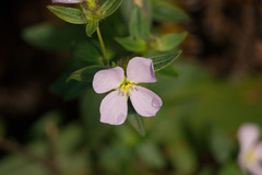 Pterolepis glomerata