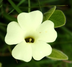 Thunbergia atriplicifolia