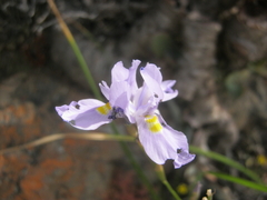 Moraea polystachya