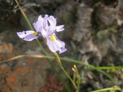 Moraea polystachya