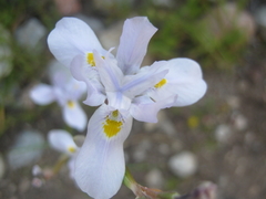 Moraea polystachya