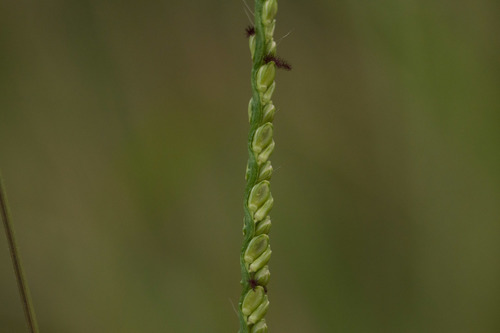 Paspalum pilosum