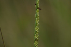 Paspalum pilosum