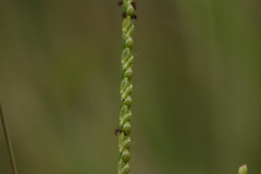Paspalum pilosum